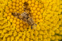 Oxyna flavipennis