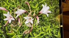 Crinum bulbispermum