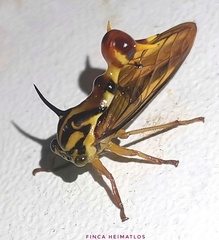 Heteronotus vespiformes