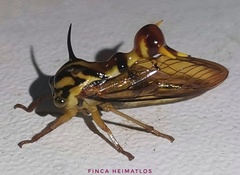 Heteronotus vespiformes