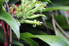 Billbergia amoena