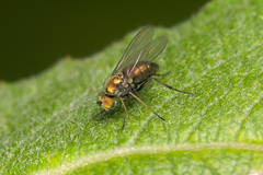 Diaphorinae