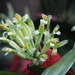 Billbergia amoena - Photo (c) Douglas Meyer,  זכויות יוצרים חלקיות (CC BY-NC), הועלה על ידי Douglas Meyer