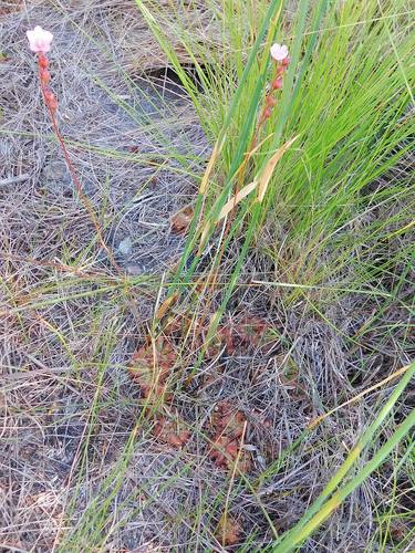 Australian sundew (Drosera aliciae)