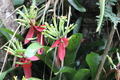 Billbergia amoena