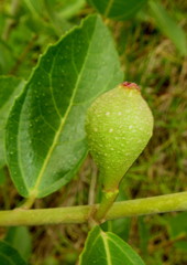 Ficus capreifolia