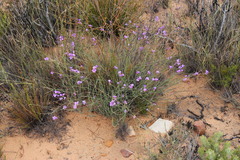 Heliophila juncea