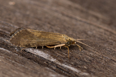 Hydropsyche angustipennis