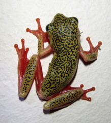 Hyperolius marmoratus taeniatus