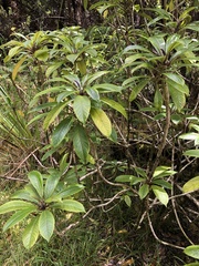 Clermontia parviflora