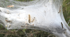 Euproctis chrysorrhoea