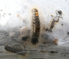 Euproctis chrysorrhoea