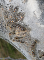 Euproctis chrysorrhoea