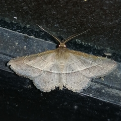 Eulepidotinae
