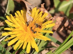 Nomada denticulata