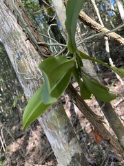 Peristeranthus hillii