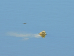 Kinosternon durangoense