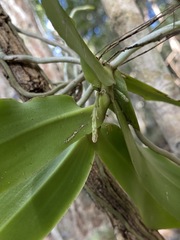 Peristeranthus hillii