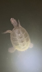 Malaclemys terrapin centrata