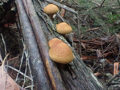 Gymnopilus ferruginosus