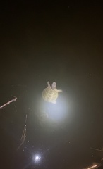 Malaclemys terrapin centrata