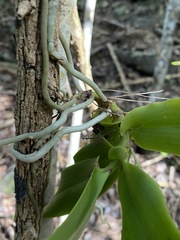 Peristeranthus hillii