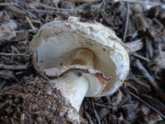 Chlorophyllum brunneum