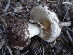 Chlorophyllum brunneum