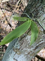 Peristeranthus hillii