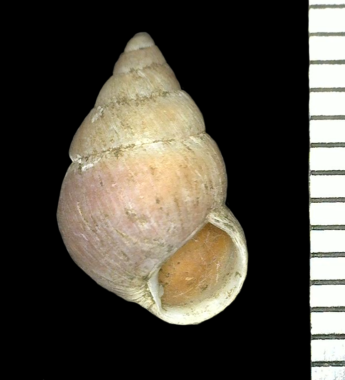 Amastra nucleola