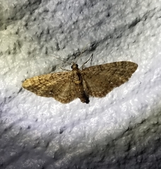 Eupithecia columbiata