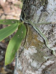 Peristeranthus hillii