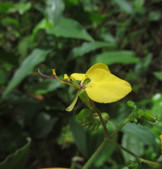 Aneilema aequinoctiale