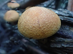Gymnopilus ferruginosus