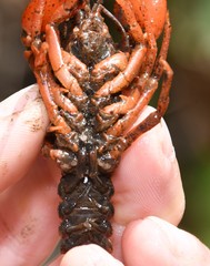 Cambarus dubius