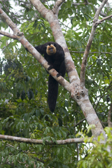 Pithecia chrysocephala