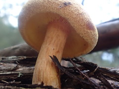 Gymnopilus ferruginosus