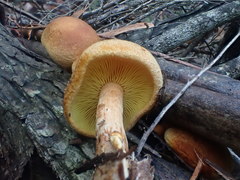 Gymnopilus ferruginosus