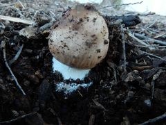 Chlorophyllum brunneum