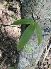 Peristeranthus hillii