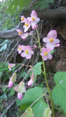 Begonia palmeri