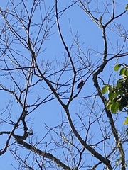 Dryocopus lineatus