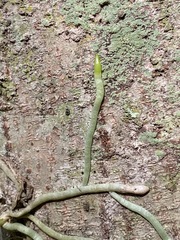 Peristeranthus hillii