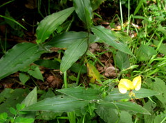 Aneilema aequinoctiale