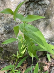 Polygonatum biflorum biflorum