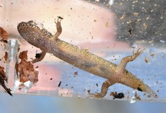 Desmognathus welteri