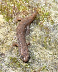 Desmognathus welteri