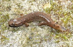 Desmognathus welteri