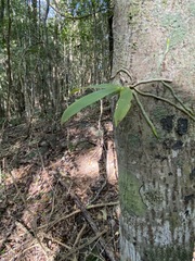 Peristeranthus hillii