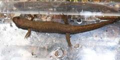 Desmognathus welteri
